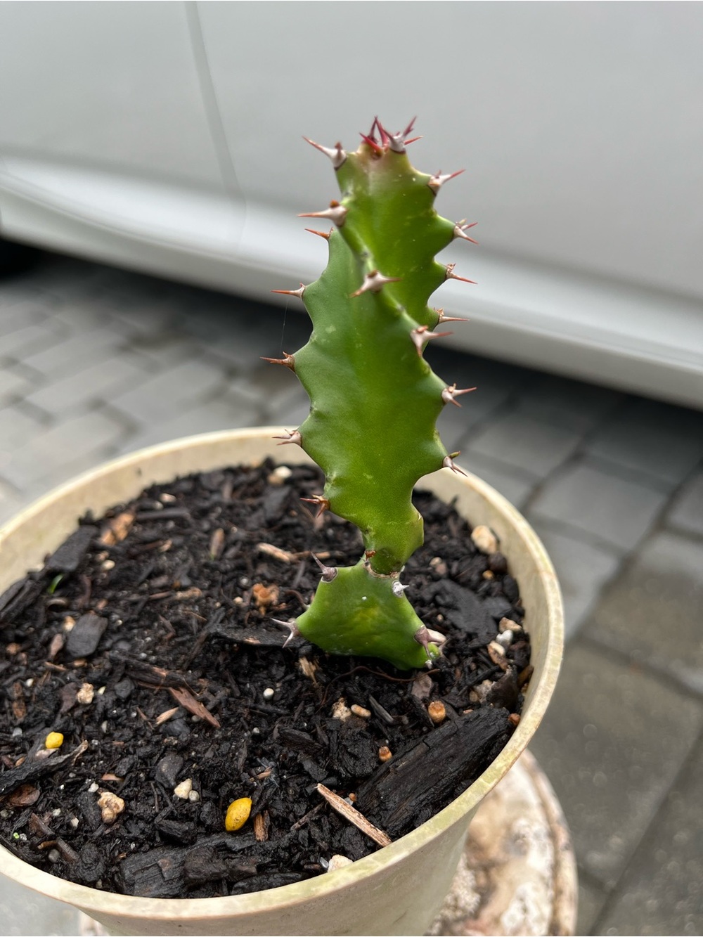 RARE Euphorbia Spiralis Tortillus Cactus